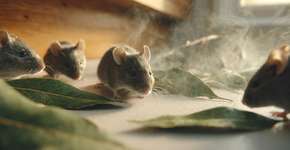 Não é tóxico e é engenhoso: Com apenas uma folha você pode afastar ratos e camundongos