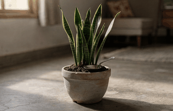 Tertiary news: Qual o motivo de recomendarem colocar açúcar na espada-de-são-jorge e para que serve isso