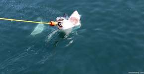 Mergulhando com os tubarões brancos na África do Sul