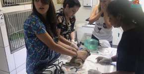 Luisa Mell mostra como estão os 135 cães que resgatou de um canil