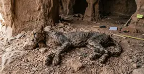Em uma caverna perto de Arar, no norte da Arábia Saudita, encontraram corpos completos de guepardos mumificados naturalmente, e os cientistas continuam impressionados com o quão “impossível” é preservar um mamífero dessa forma