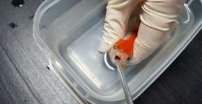 Mulher gasta US$ 500 em procedimento cirúrgico com seu peixe