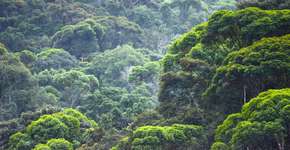 Ferramenta informa sobre áreas remanescentes de Mata Atlântica no país