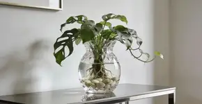 Foto: (Imagem sem texto alternativo disponivel ID [2685064])