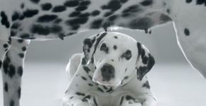 Foto: (Imagem sem texto alternativo disponivel ID [831939])