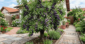 Foto: (Imagem sem texto alternativo disponivel ID [2769696])