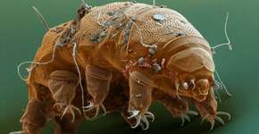 Foto: (Imagem sem texto alternativo disponivel ID [1834381])