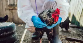 Quando surgiu a gripe aviária e em que ano foi notificada pela primeira vez no Brasil?