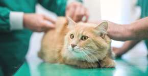 Foto: (DjelicS/istock)