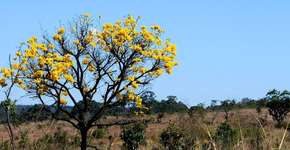 Plataforma reúne dados, fotos e infográficos do cerrado na internet