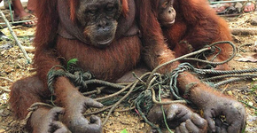 Você concorda em proibir zoológicos no Brasil?