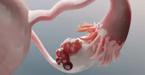 Foto: (ALIOUI Mohammed Elamine/istock)