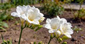 Foto: (Imagem sem texto alternativo disponivel ID [2698527])