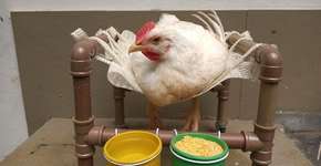 Galinha que teve patas quebradas ganha cadeira de rodas adaptada