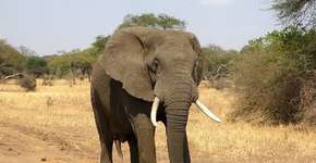 Elefantes são libertos de cadeiras usadas para carregar turistas