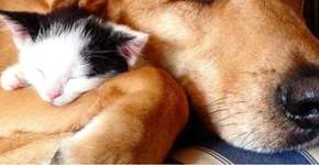 Salvo de ser sacrificado, cão cuida de filhotes de gatos resgatados