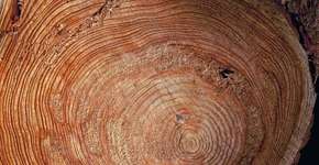 Foto: (Imagem sem texto alternativo disponivel ID [1836480])