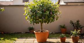 Foto: (Imagem sem texto alternativo disponivel ID [2688216])