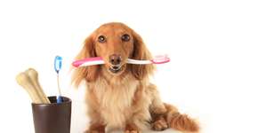 Foto: (Barbara Helgason)