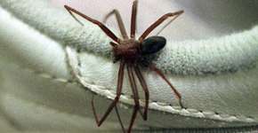 Essa espécie de aranha venenosa ameaça lares brasileiros