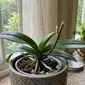 Da redação: Eis como fazer a orquídea em vaso florescer repetidamente por muito tempo