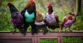 Foto: (Imagem sem texto alternativo disponivel ID [996246])