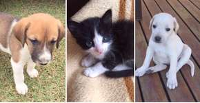 Participe do Dia da Adoção e ganhe um novo amigo canino