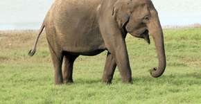 Foto: (Imagem sem texto alternativo disponivel ID [1868721])