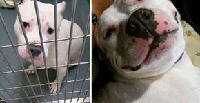 Fotos mostram antes e depois de animais resgatados