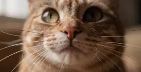 Foto: (Imagem sem texto alternativo disponivel ID [2686547])