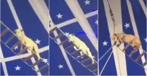 Circo usa cachorro em número acrobático no CE e gera revolta