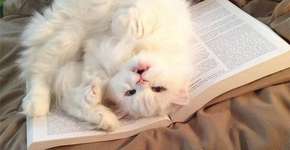 Foto: (Imagem sem texto alternativo disponivel ID [963721])