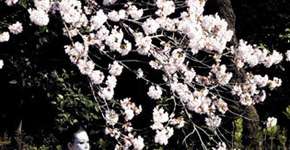 Sesc Ipiranga exibe “Hanami – Cerejeiras em Flor”