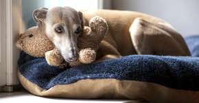 Foto: (premat/istock)