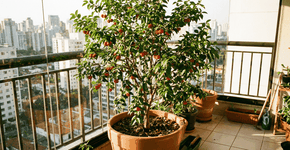 Foto: (Imagem sem texto alternativo disponivel ID [2761475])