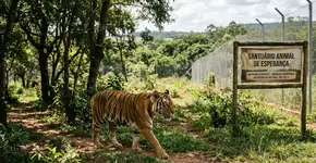 Sona, a última tigresa de circo em Portugal, começa uma nova vida em um santuário espanhol