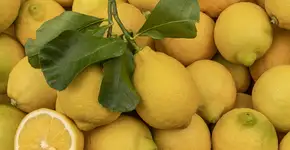 Limão Siciliano previne pedra dos rins e muito mais; confira