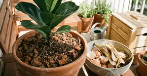 Foto: (Imagem sem texto alternativo disponivel ID [2742103])