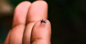 4 fatos indispensáveis sobre a dengue que você precisa conhecer