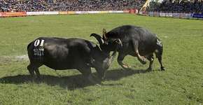 Búfalos são forçados a lutar para entreter pessoas no Vietnã