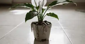 Foto: (Imagem sem texto alternativo disponivel ID [2738404])