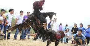 Cidade chinesa explora brigas de galo como atração turística
