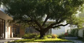 Essa árvore dá muita sombra e tem raiz que não quebra calçada nem encanamento