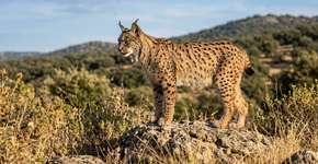 O lince-ibérico, espécie ameaçada de extinção, voltou à vida graças ao aumento da população de coelhos