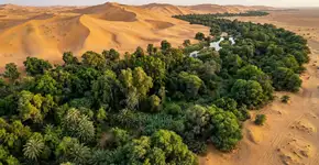 A China plantou 66 bilhões de árvores em um deserto