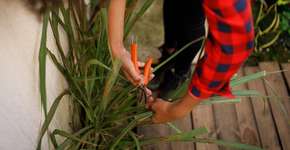 8 plantas que ajudam a afastar as baratas da sua casa