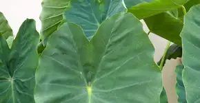 Taioba combate a anemia e a inflamação