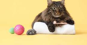 Entenda os riscos do tártaro para a saúde de cães e gatos