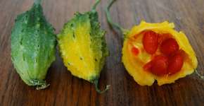 Um melãozinho contra câncer, fungos e moluscos