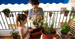 A planta que elimina energia parada e ainda perfuma a casa e é fácil de cuidar